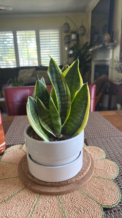 Miniature snake plant with vase