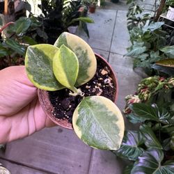 4” Hoya Australis Variegated