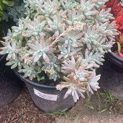 Succulents