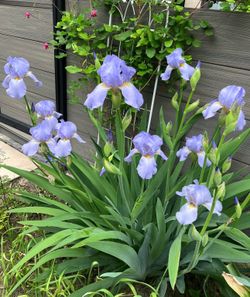 Purple Iris