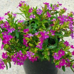 Mexican Heather Plant 1gal
