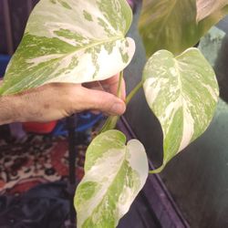 Monstera Albo  (WHITE TIGER) TOP CUT