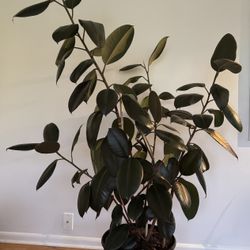 5ft Rubber Tree in 14” Planter Pot w/ Wheeled Saucer