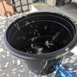 25 Gallon Pot For Fruit Tree