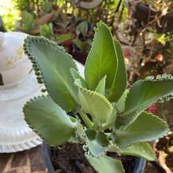 Kalanchoe Plant