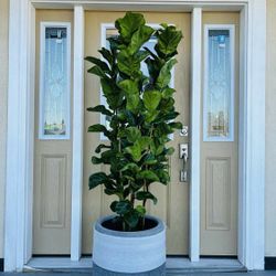 Three Beautiful Fiddle Leaf 🍃 