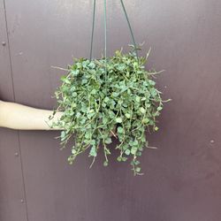 6” Hoya Curtissi 