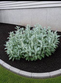 GORGEOUS LAMBS EAR PLANT