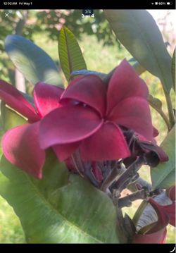 Large fresh Plumeria Cutting. dark red. approximately 3 ft tall 20 tips. great instant tree have other sizes and will cut fresh to order