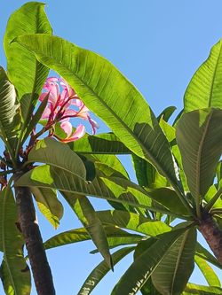 Beutiful plumeria