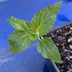 Mayan Mint Plant - Aztec Sweet Herb - Azucar de los Aztecas - Hierba planta menta