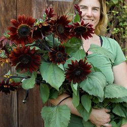 Chocolate Cherry Sunflower / Girasol Chocolate Cereza