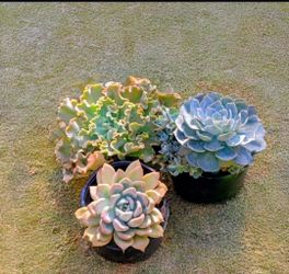 Echevaria succulents