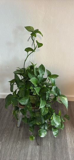 indoor plant