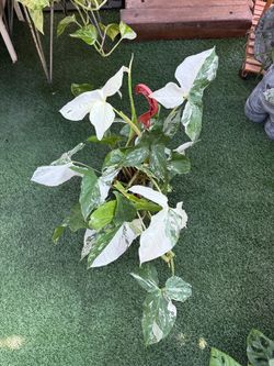 Plants (6”pot🌿Syngonium Albo )