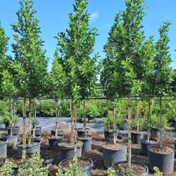 Green bottom wood tree staring  $80 and up