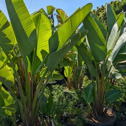 Giant Bird Of Paradise