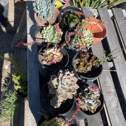 Succulents 