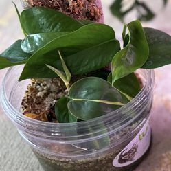 green pothos And philodendron brasil 