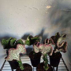 Mermaid Tail Cactus Plant 4" Pot $5 Each