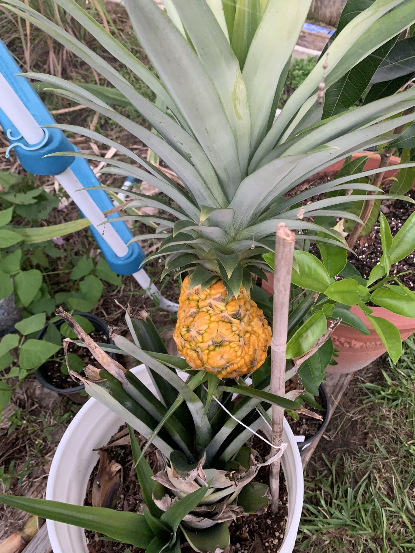 Pineapple Plants
