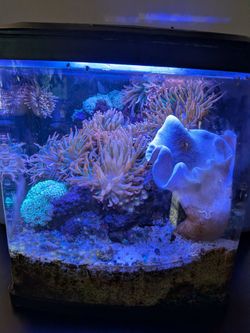 Free Rainbow Bubble Tip Anenome(s)