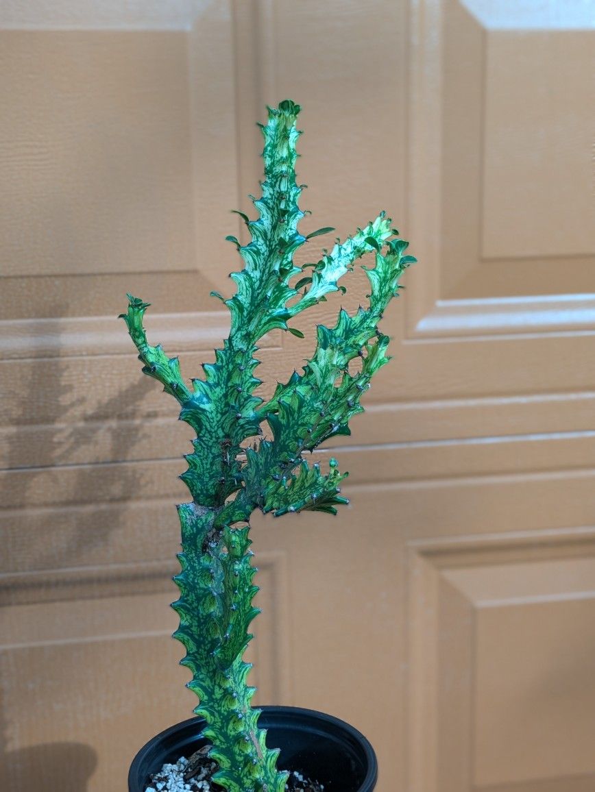 Euphorbia lactea variegata