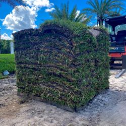St. Augustine Sod 500sqft