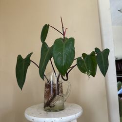 indoor polka dot plant Hypoestes 'Polka Dot' | Indoor Plant | Tropical Plant | Potted Plant main image 0