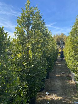 Ficus