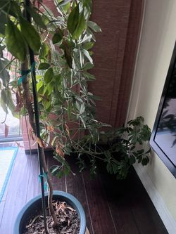 FREE House plant