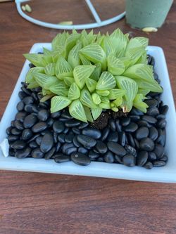 Hand-Potted Haworthia Cooperi in White Ceramic Square Planter with Black Pebbles