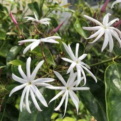 Fresh Fragrant Jasmine Blossoms Flowers 