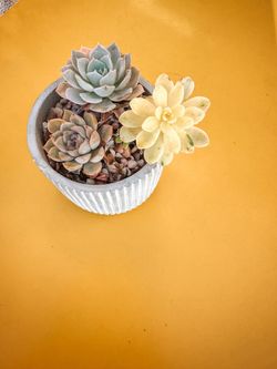 Beautiful (inexpensive) Succulent Arrangements