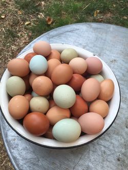 Local farm fresh eggs from pasture raised happy spoiled chickens