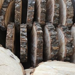 Natural Pecan Wood Slices 
