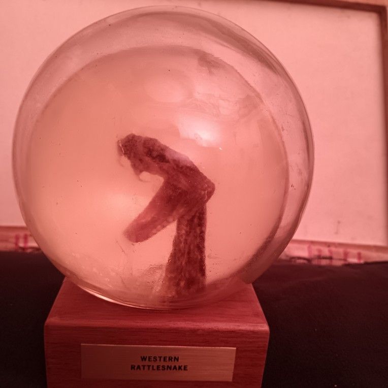 Real RATTLESNAKE IN A GLOBE