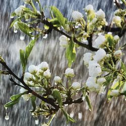 POPLAR China Rain Fragrant, 2 Ounce Oil, Formulated In Berkeley, California. At Body Times In The 1970S.