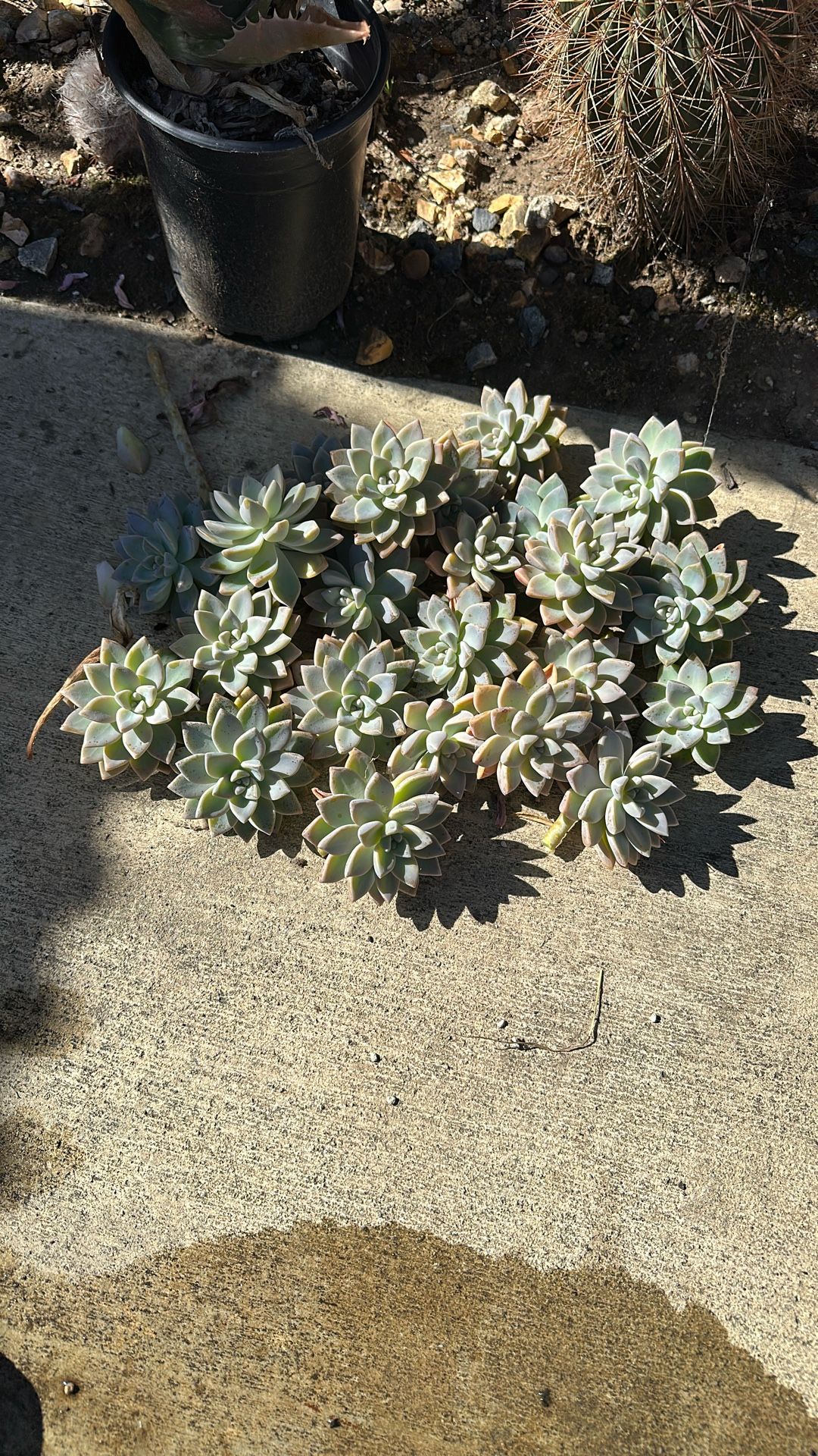 Graptoverie Ghostie Succulent Cuttings All For Only $5