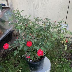 Outdoor rose