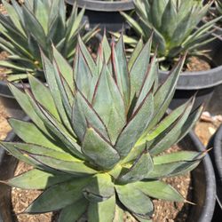 Agave Blue Glow 