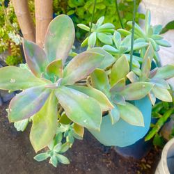 Echeveria Plant 