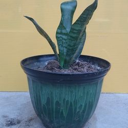 Dwarf Zeylanica Snake Plant 
