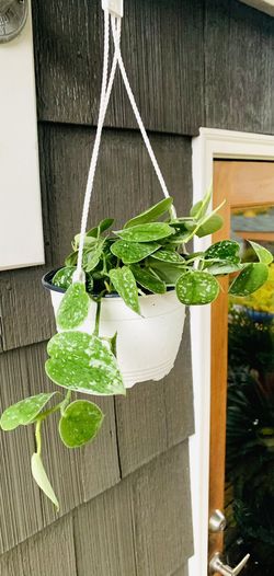 Live Indoor Silver Pothos plant in a hanging plastic nursery planter pot—firm price