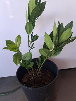 Bay Leafe,  laurel comestible