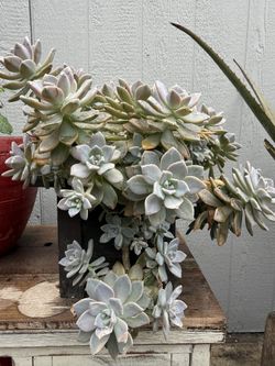 Suculenta