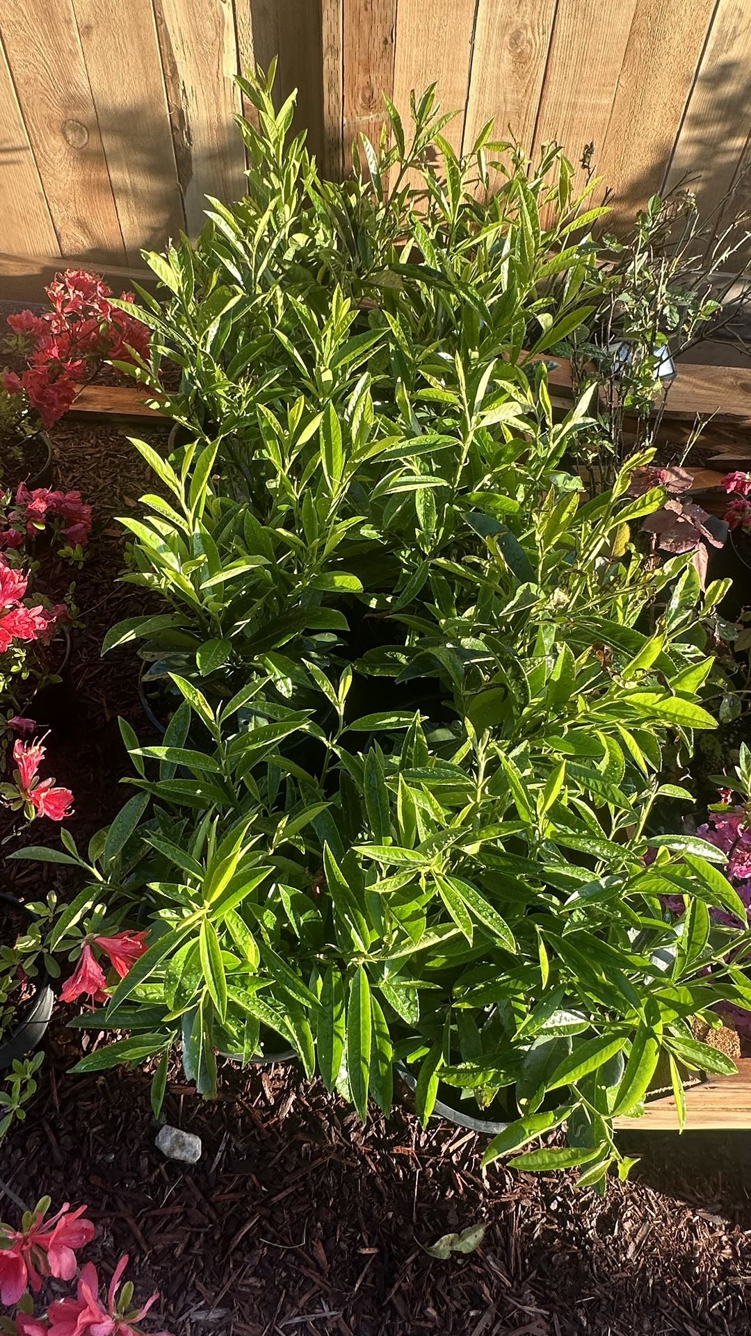 Skip Laurels - 2 Gallon Pots || Fast Growing Hedge