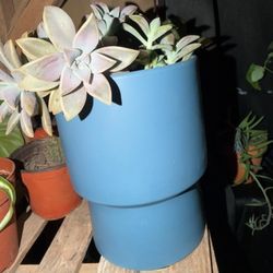 Purple ghost succulent