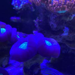 Candy Cane Coral Frags
