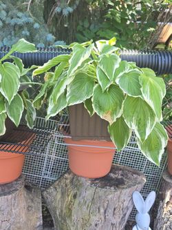 Hostas Plants
